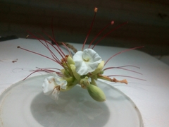 Macrolobium latifolium