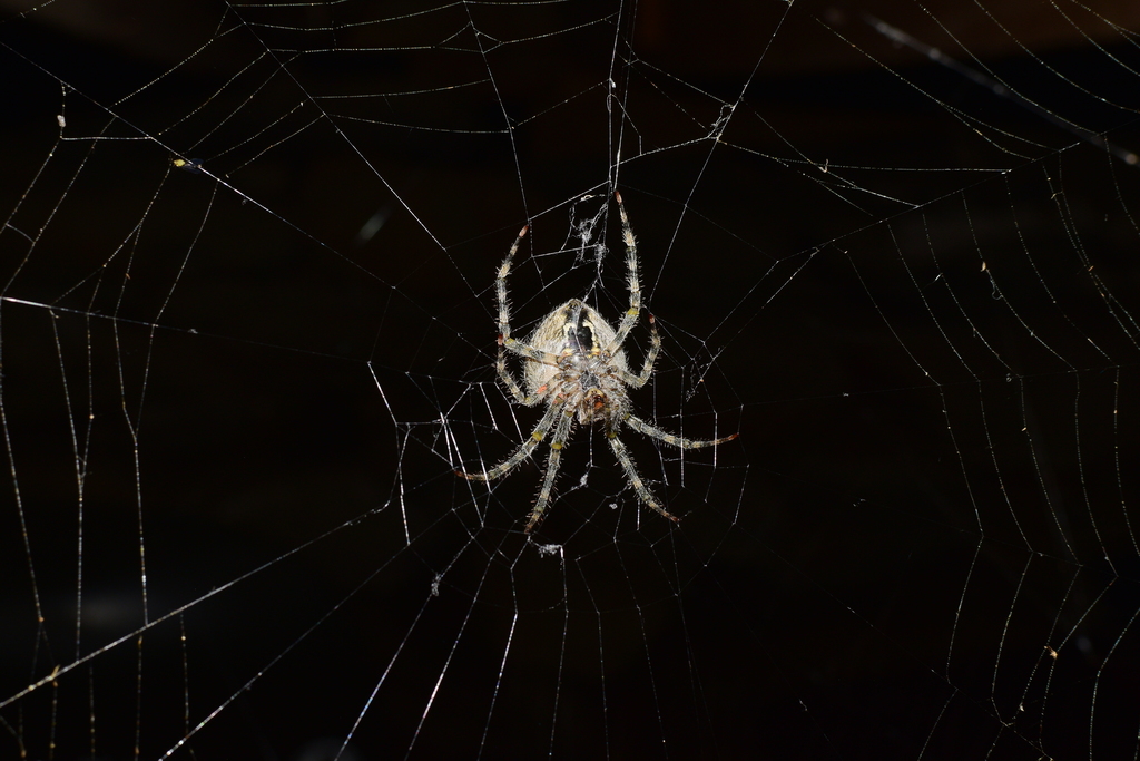 barn orbweaver