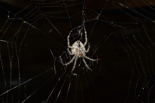 barn orbweaver