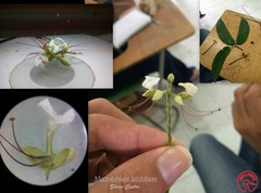 Macrolobium latifolium