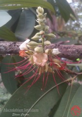 Macrolobium latifolium