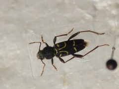 Xylotrechus antilope