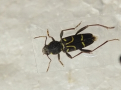 Xylotrechus antilope