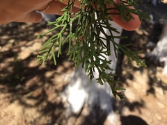 Cupressus sempervirens