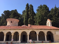 Cupressus sempervirens
