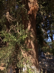 Cupressus sempervirens