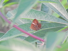 Abisara bifasciata