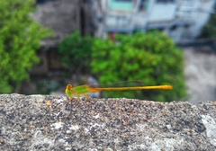 Ceriagrion coromandelianum