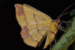 Metarranthis obfirmaria
