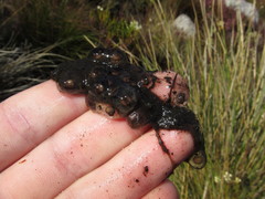 Montane Marsh Frog photo 5