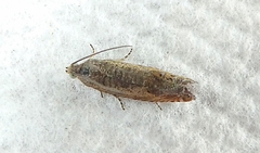 Lepidoptera