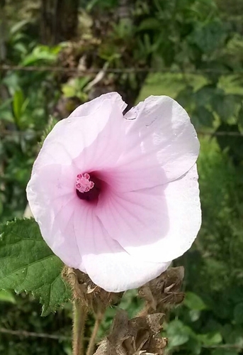 Majaguin
