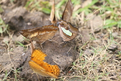 Polyura