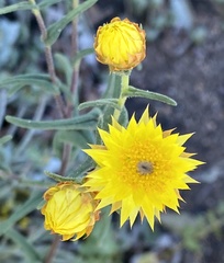 Waitzia acuminata acuminata