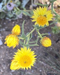 Waitzia acuminata acuminata
