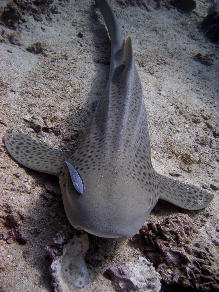 Stegostoma