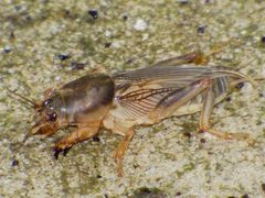 Neoscapteriscus vicinus