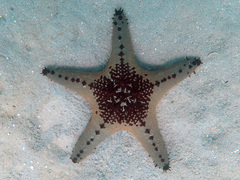 Pentaceraster alveolatus