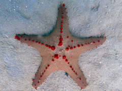 Pentaceraster alveolatus