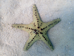 Pentaceraster alveolatus