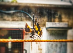 Rhyothemis variegata