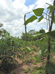 Vigna unguiculata sesquipedalis