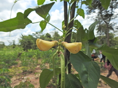 Vigna unguiculata sesquipedalis