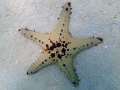 Pentaceraster alveolatus