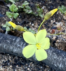 Drosera subhirtella