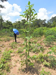 Vigna unguiculata sesquipedalis