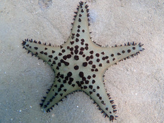 Pentaceraster alveolatus