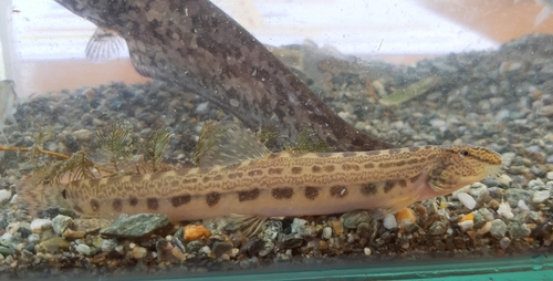 Spined Loach