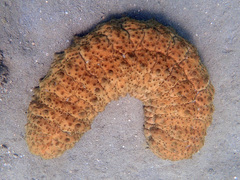 Stichopus herrmanni