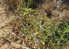 Verbena plicata