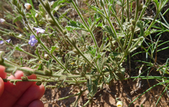 Verbena plicata