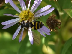Didea intermedia