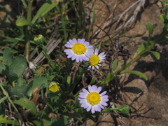 Aster oldhamii