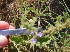 Verbena plicata
