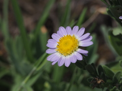 Aster oldhamii