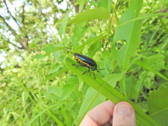 Sternocera