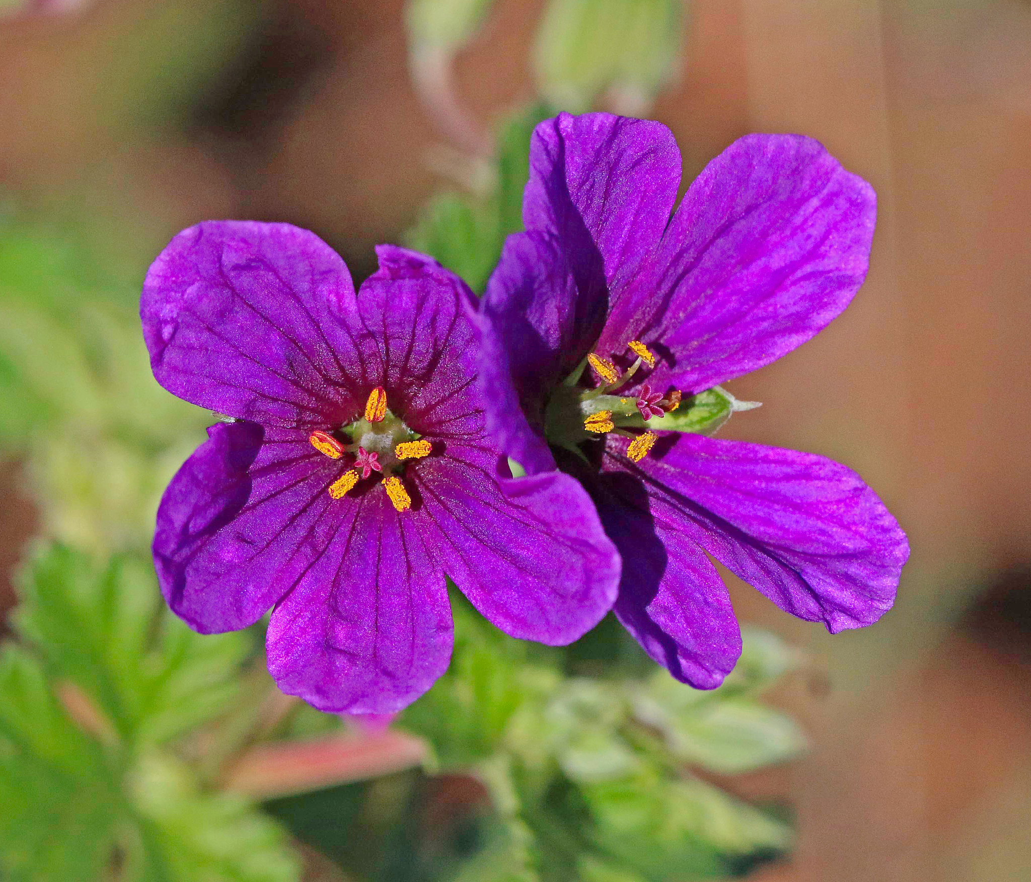 Erodium texanum