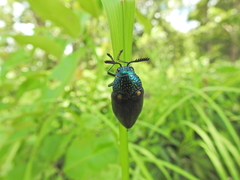 Sternocera