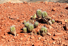 Echinopsis bridgesii