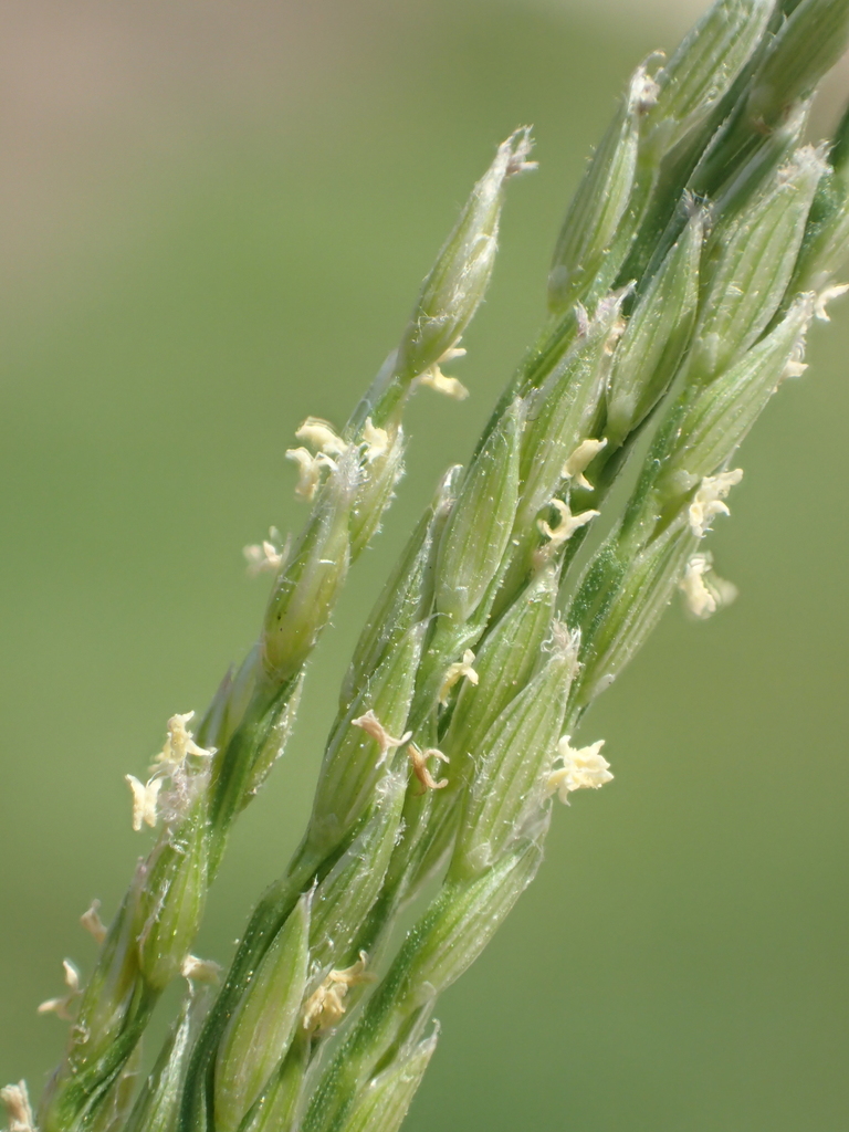 Digitaria henryi