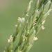 Digitaria henryi - Photo (c) 葉子, some rights reserved (CC BY-NC), uploaded by 葉子