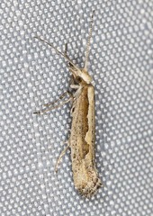 Plutella xylostella-australiana