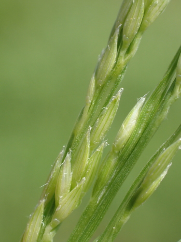 Digitaria henryi
