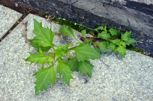 Red pigweed (Chenopodium rubrum)