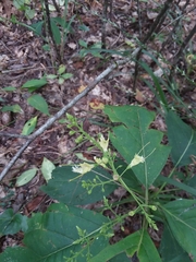 Collinsonia punctata