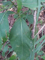 Collinsonia punctata